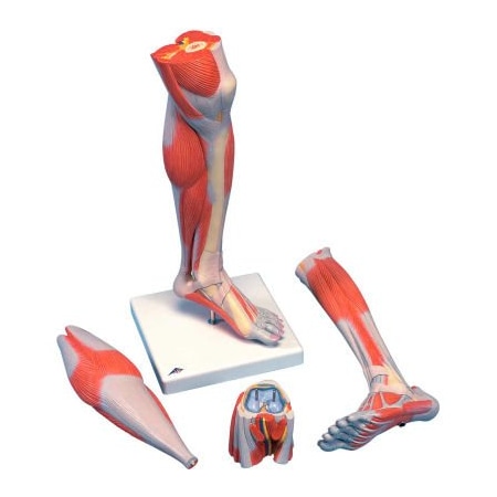 Fabrication Enterprises 3B Anatomical Model - Life Size Lower Muscle Leg with Detachable Knee, 3-Part 1059540